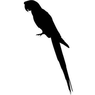 Parrot Silhouette Vector Graphics