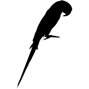 Parrot Silhouette Vector Graphics
