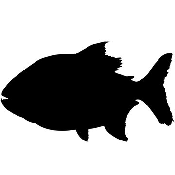 recommend clip art: Piranha Silhouette Vector Graphics