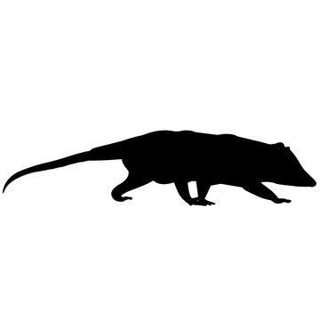 Possum Silhouette Vector Graphics