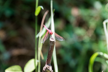 At Betiha Nature Reserve - The Majrasa
