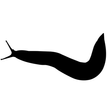 recommend clip art: Sea slug Silhouette Vector Graphics