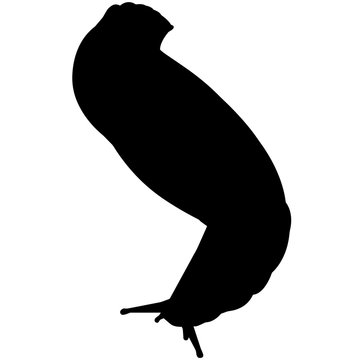 recommend clip art: Sea slug Silhouette Vector Graphics