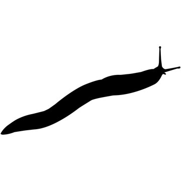 recommend clip art: Sea slug Silhouette Vector Graphics