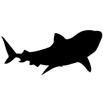 recommend clip art: Shark Silhouette Vector Graphics