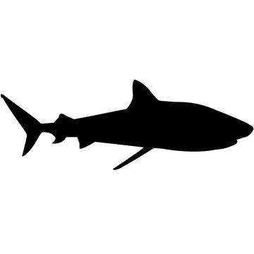 recommend clip art: Shark Silhouette Vector Graphics