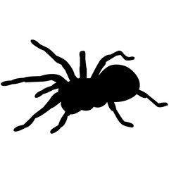 Spider Silhouette Vector Graphics