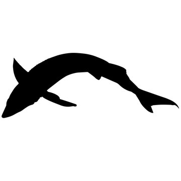 recommend clip art: Sturgeon Silhouette Vector Graphics