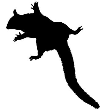 recommend clip art: Sugar Glider Silhouette Vector Graphics