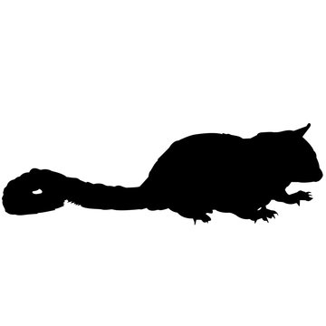recommend clip art: Sugar Glider Silhouette Vector Graphics