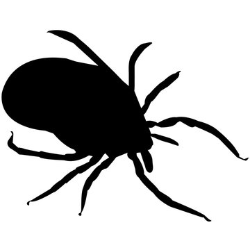 black tick silhouette on white background clip art preview