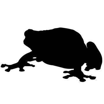 Tree frog Silhouette Vector Graphics