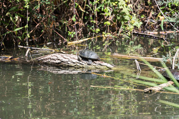 At Betiha Nature Reserve - The Majrasa