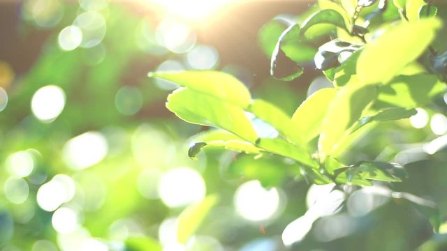 green leaves with sunlight 