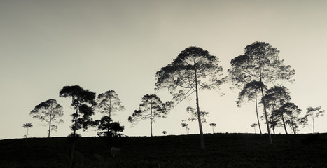 silhouette trees in the hill