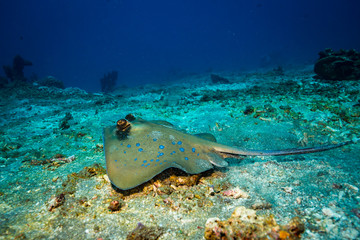 Stingray