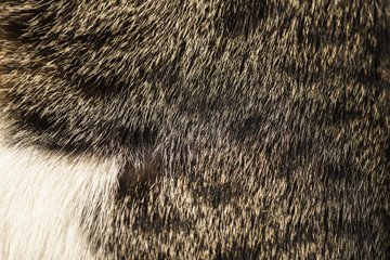 Abstract background : Close up, macro image of cat hair. Grey and black color.