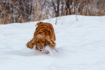 spaniel and white snow