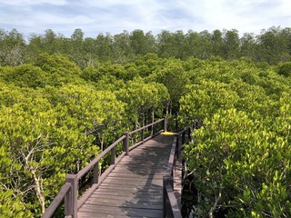 Fototapeta na wymiar bridge in mangrove forest