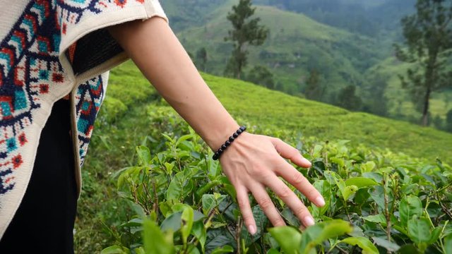 Hand Of Female Tourist Touching Tea Leaves At Green Tea Plantation. Closeup. Slow Motion. 4K. 