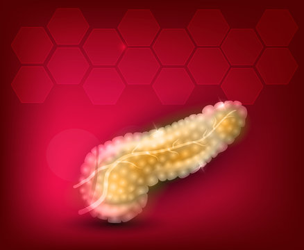 Pancreas anatomy illustration on a bright red background