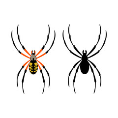 spider  vector illustration  black silhouette  flat style  front