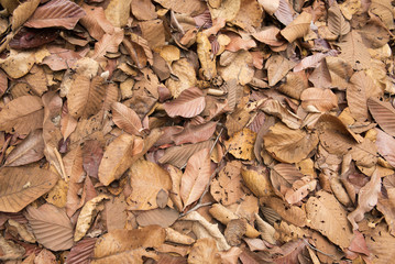 The leaves are stacked on the floor   