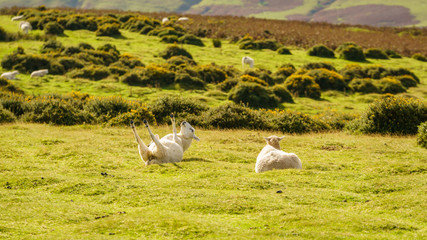 Sheep relaxing and rolling around in the grass, seen in the Brecon Beacons National Park, Powys, Wales, UK
