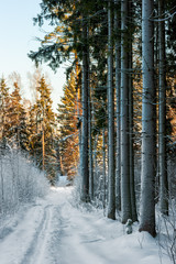 Obraz premium landscape of winter forest vertical photo from Russia