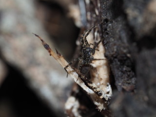 small brown spider on dry log in garden