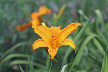 Obraz premium Feuer-Lilie