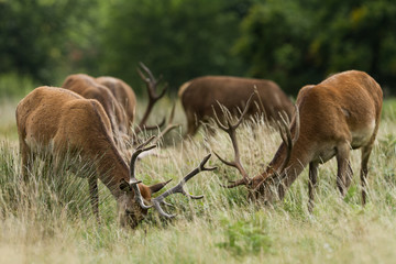 Red Deer - Cerf Rouge