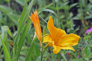 Fototapeta premium Feuer-Lilie