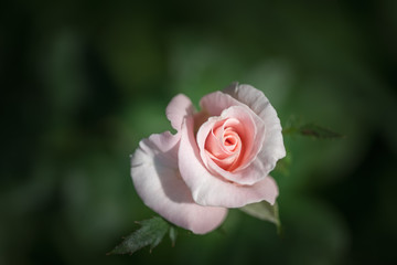Pink rose blooming in a garden