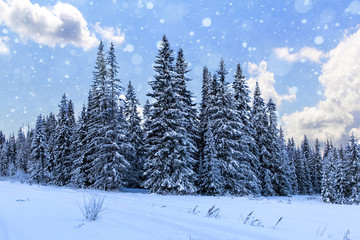 Spruce forest in winter. Winter landscape