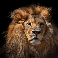 pensive lion