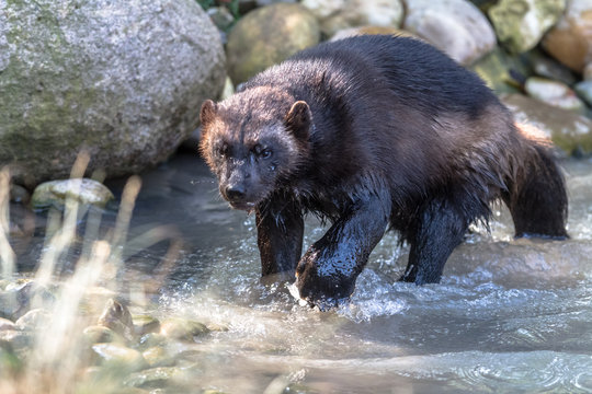 Wolverine - Glouton