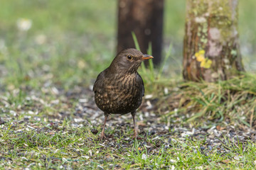 amsel