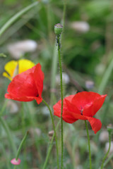 Obraz premium Mak kukurydziany