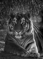 Tiger - Tigre 