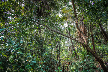 landscape and jungle from Karnataka in southern India 