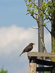 Amsel