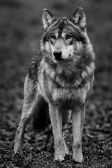 Grey Wolf - Loup Gris