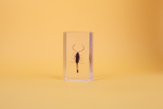 Scorpion in plastic