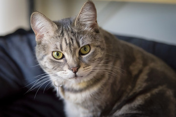 Grey striped cat portrait. Grey tabby cat with green eyes looking in camera.
