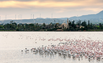 Flamingo birds in the lake