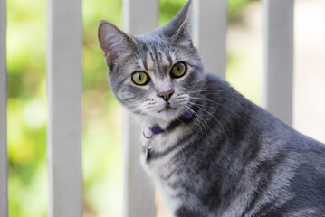 Grey striped cat on balcony. Grey tabby cat with green eyes sits outside.