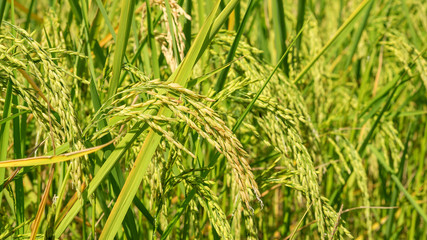 Close up of an ear rice plant in Thailand.