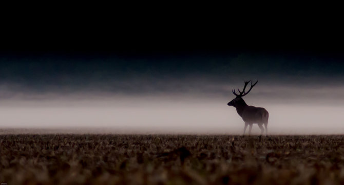 Cerf
