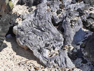 a sun-dried tree trunk, of Isabela Island, Galapagos, Ecuador